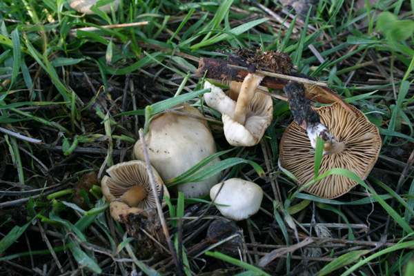 Collybia cf. verna